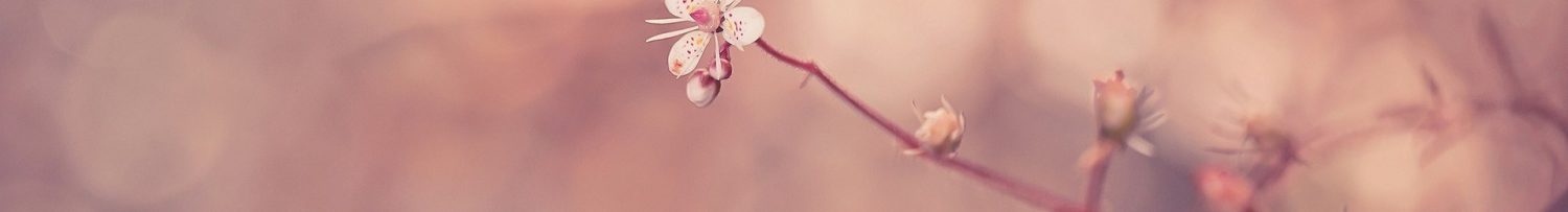 cropped-flower-tumblr-wallpaper11.jpg